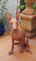 CHIOT