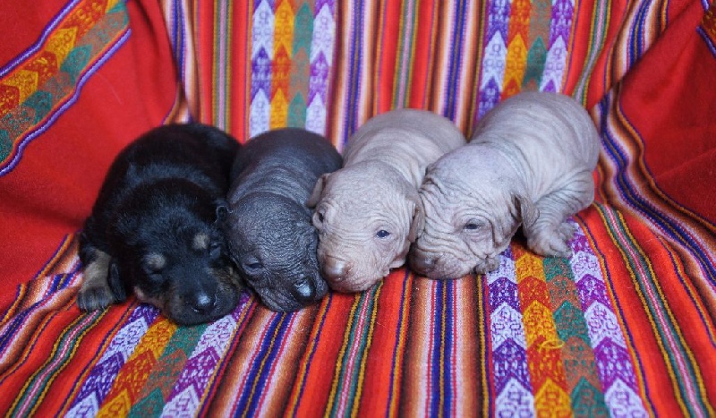 Chiot Chien nu du Perou de Vaccarès