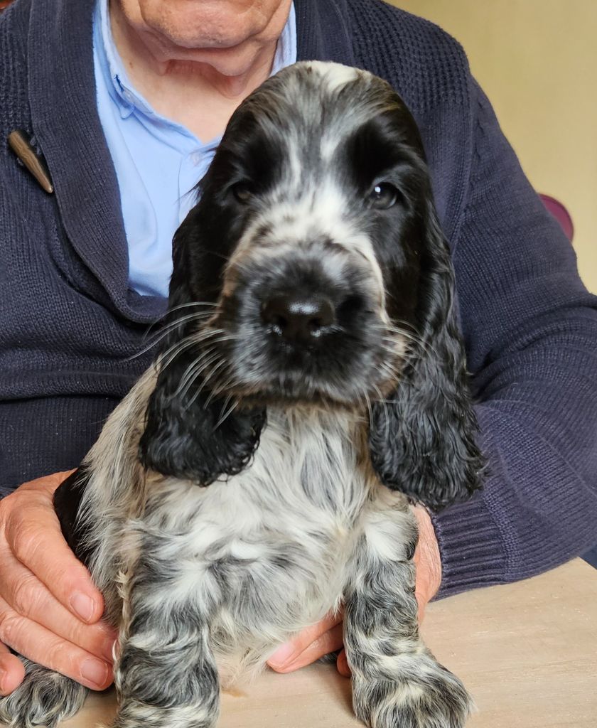 de Vaccarès - Chiots disponibles - Cocker Spaniel Anglais