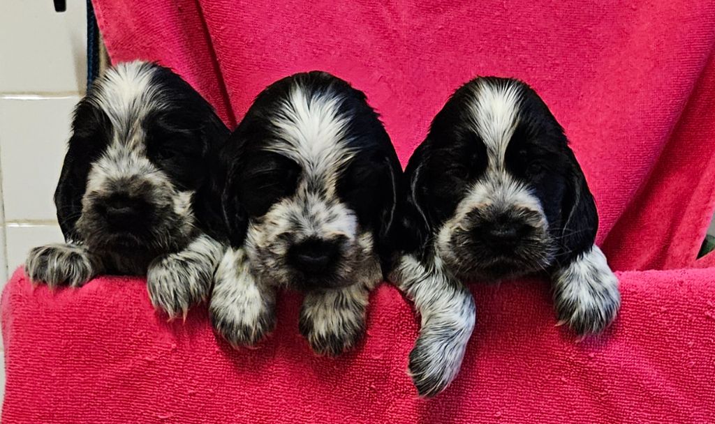 de Vaccarès - Chiots disponibles - Cocker Spaniel Anglais